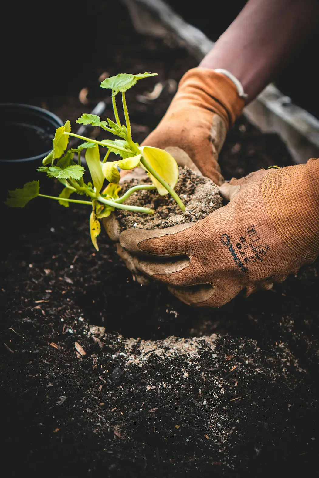 Plantation en cours dans un jardin
